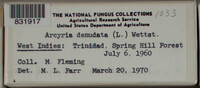 Arcyria denudata image